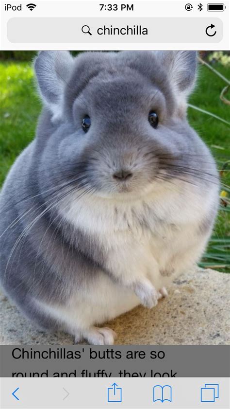 Chinchillas PH .
